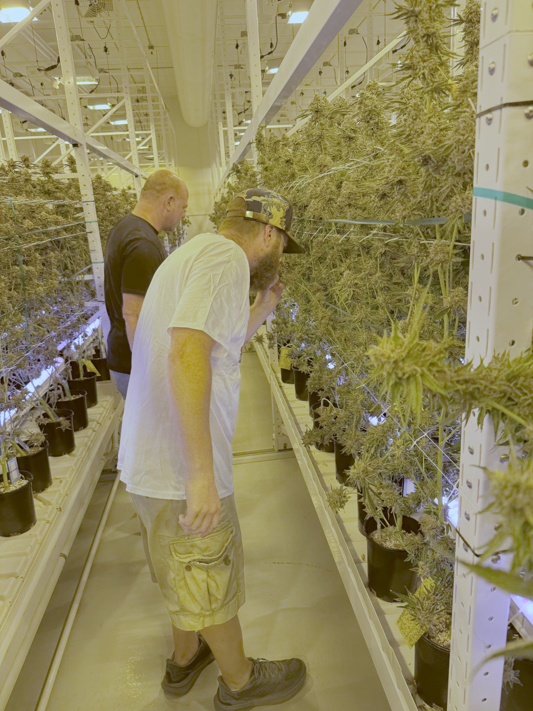 Touring the canopy at the Railroad grow