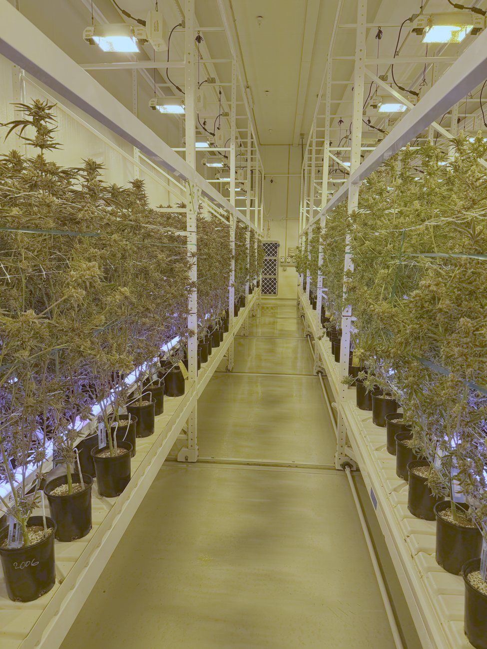 Inside the Railroad grow